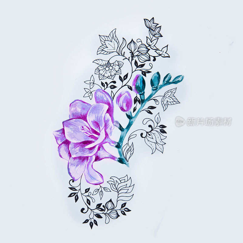 美丽的紫色小苍兰花在白色的背景图案素描。