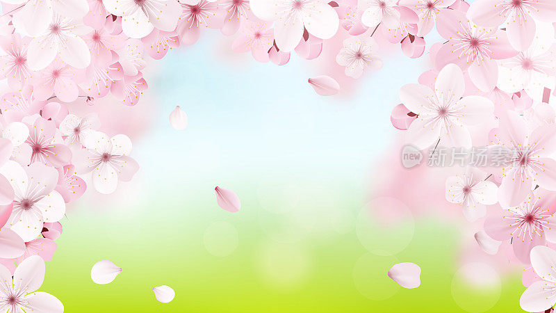 开着淡粉色的樱花