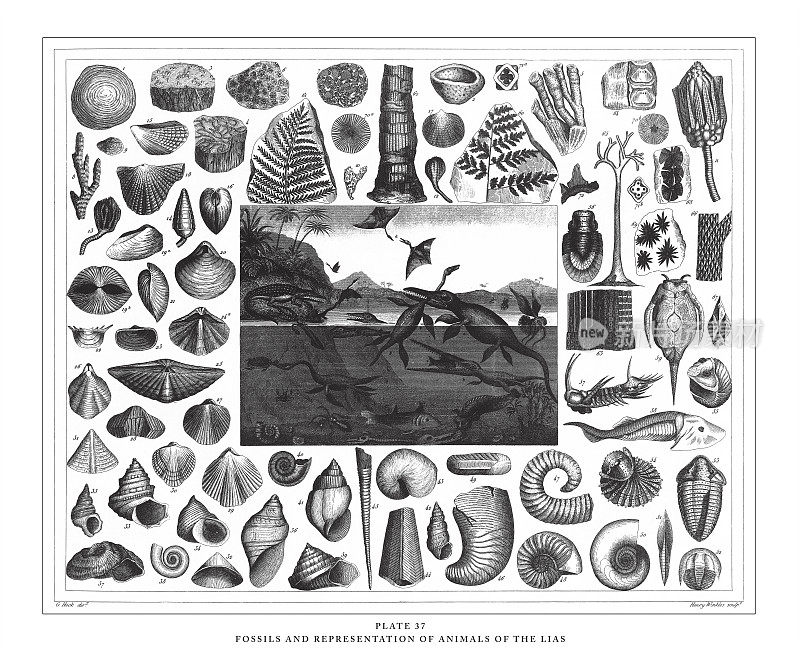 Lias版画古董插图的化石和动物表现，出版于1851年