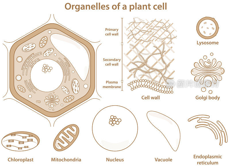植物细胞的细胞器。真核细胞生物医学插图。简单的植物细胞显示不同的细胞器。