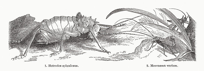 蟋蟀(Ensifera)，木刻，1884年出版