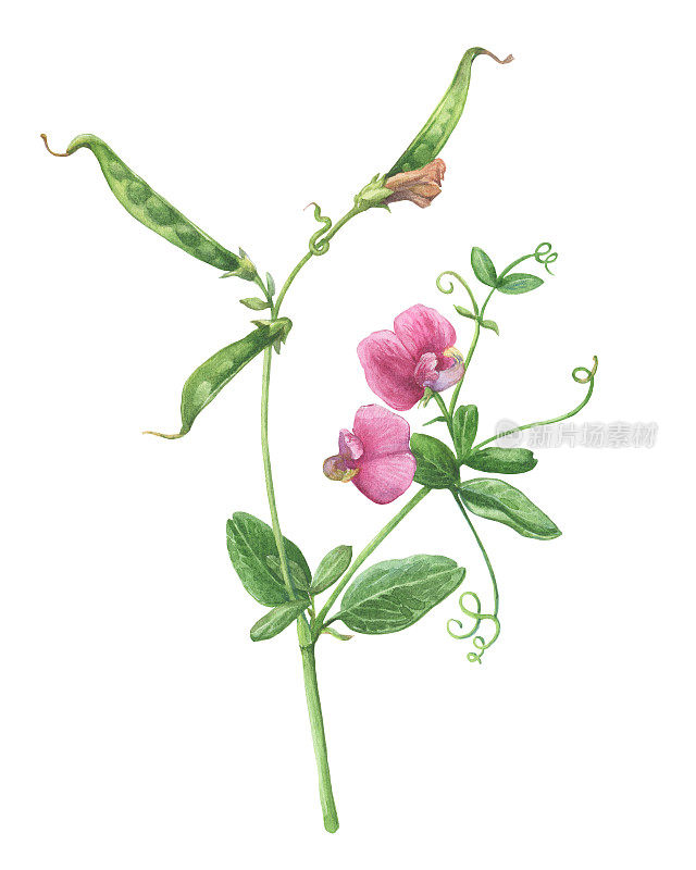 树枝上有鼠豆粉-野豌豆(俗称甜豌豆、牛紫薇、鸟紫薇)。水彩手绘插图，孤立的白色背景。