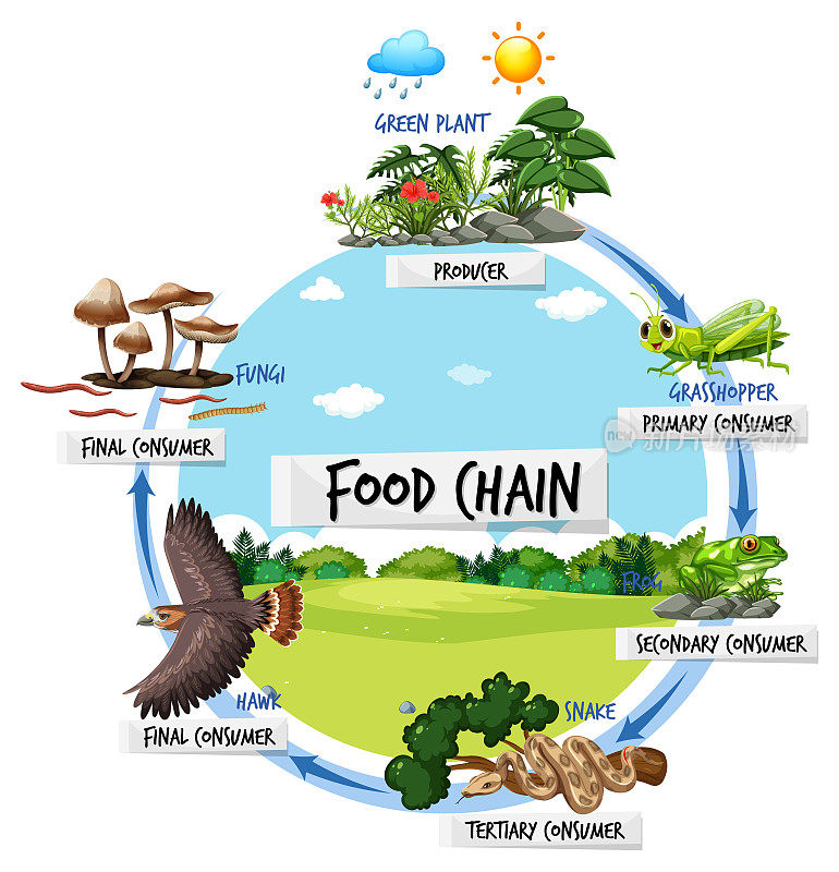 食物链图概念