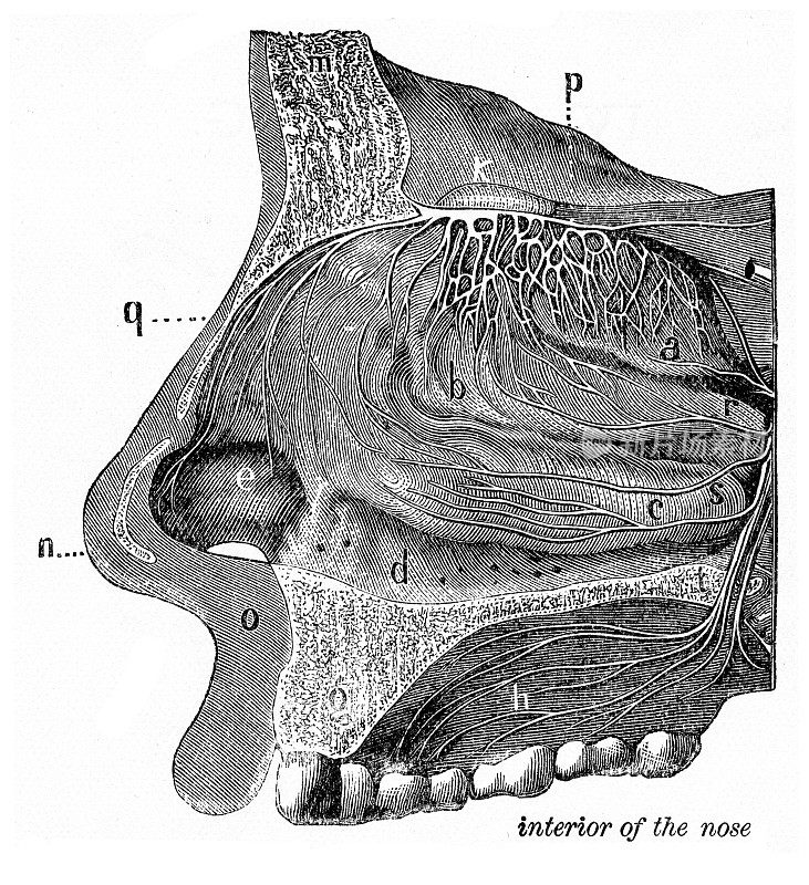 鼻内雕刻解剖学1872年