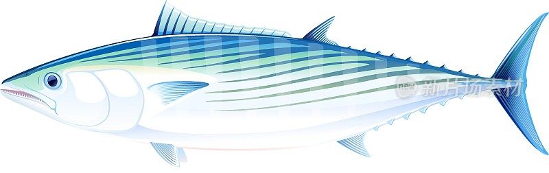 Atlantic_bonito_fish_isolated_illustration