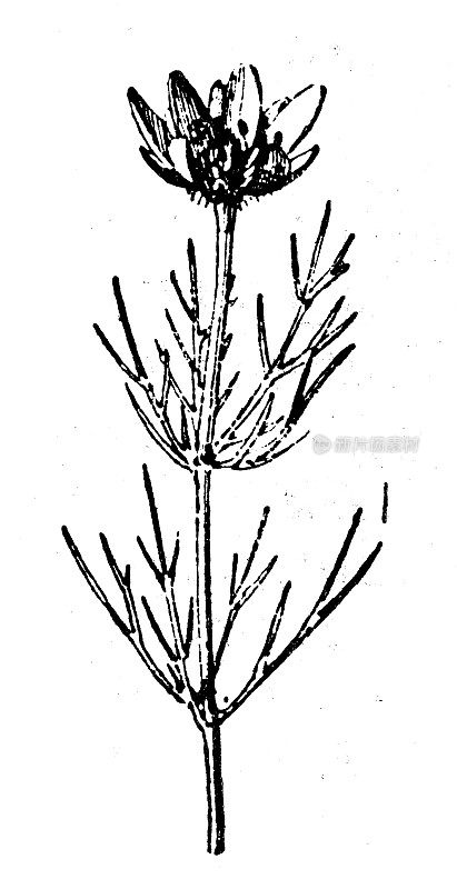 古董插图:阿多尼斯