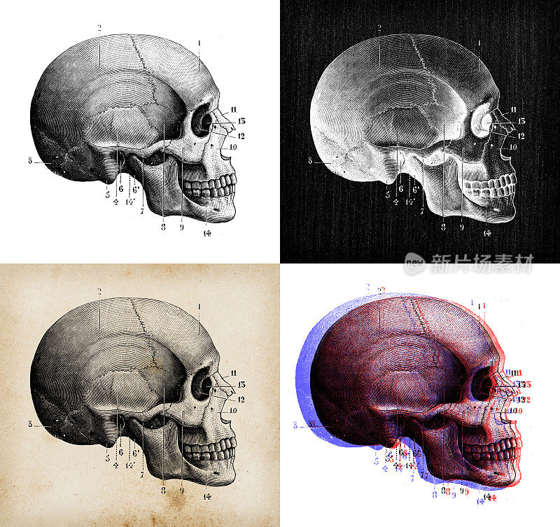 古董插图:人类头骨