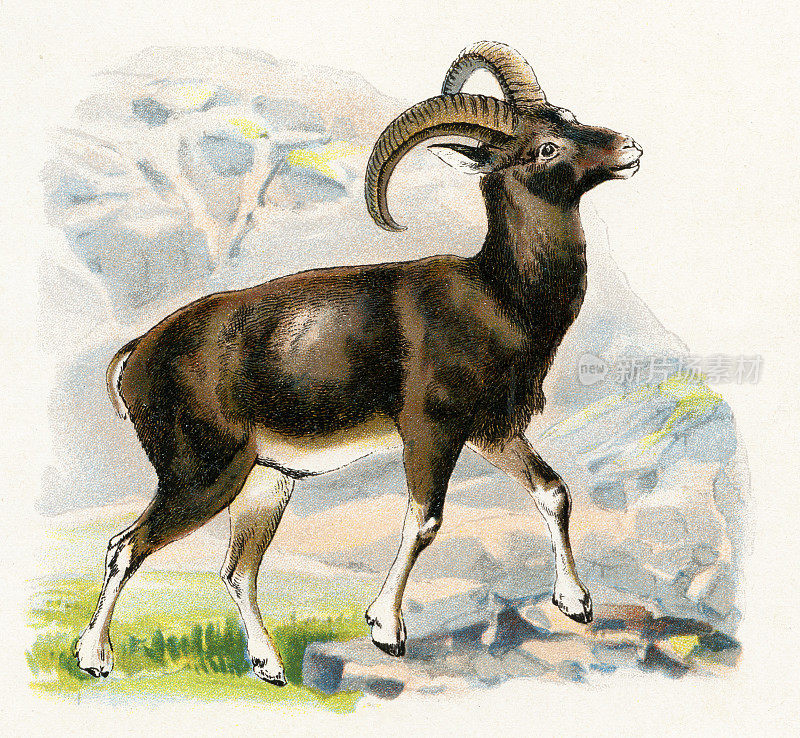 1899年野山羊插图