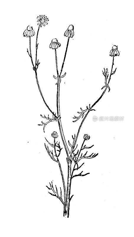 古色古香插图:母花、洋甘菊