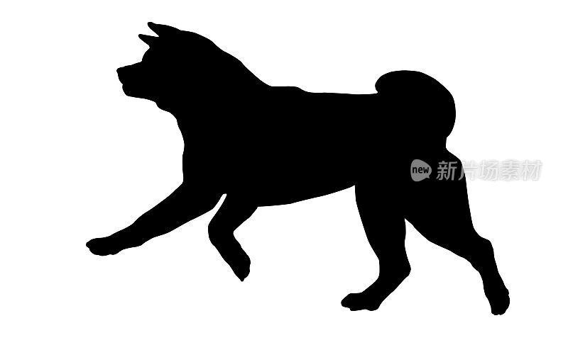 黑狗轮廓。奔跑和跳跃的美国秋田犬。宠物的动物。孤立在白色背景上。