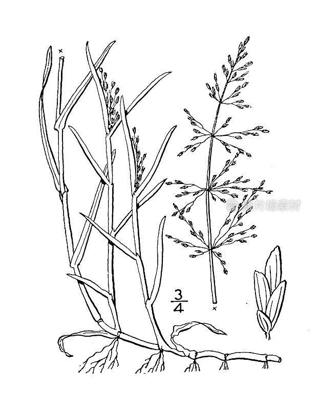 古植物学植物插图:水草、水轮草