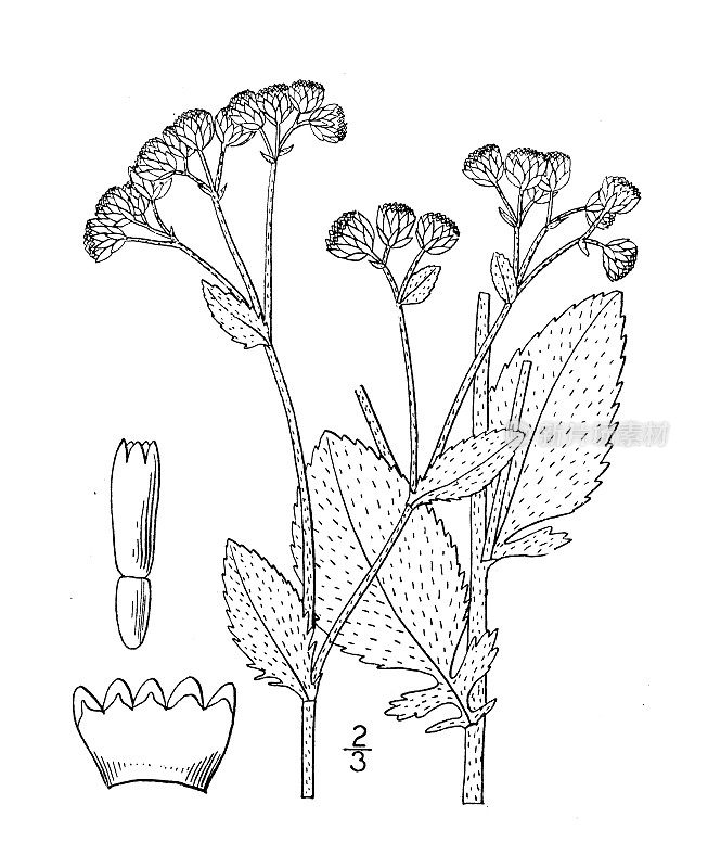 古董植物学植物插图:菊花香蒜香，Costmary