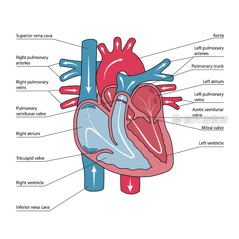 人类心脏的解剖结构