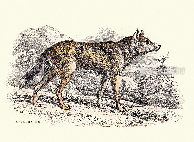 墨西哥野狼或土狼，美国豺狼或草原狼(大野狼)，野生动物艺术