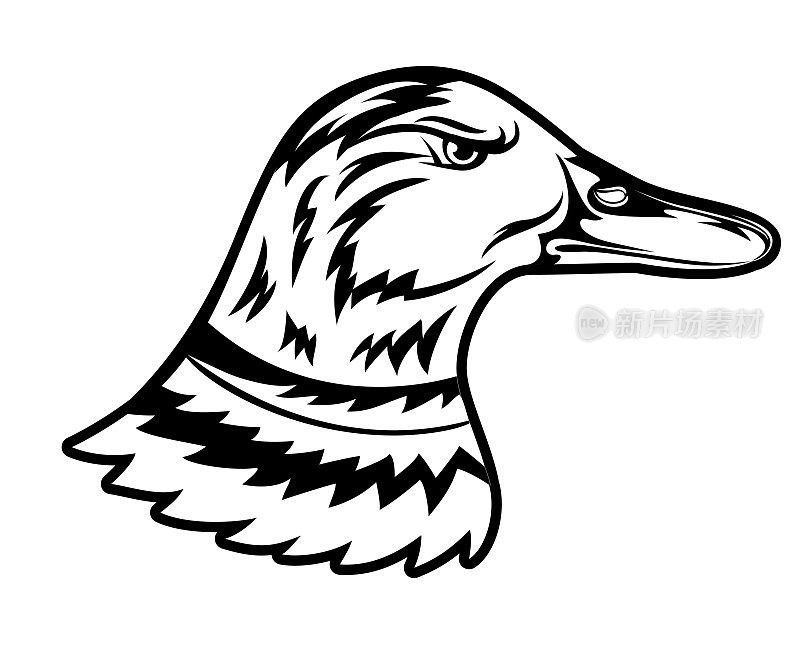 愤怒的鸭子孤立的吉祥物设计元素在透明的背景