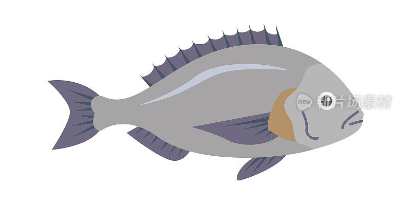 多拉多海鱼。矢量图