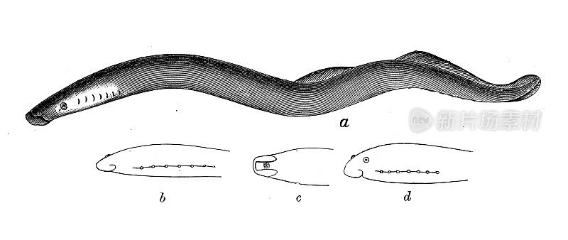 古代生物动物学图像:河溪岩蝇