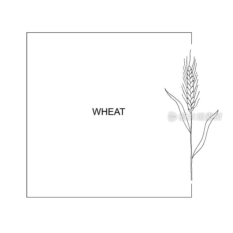 由麦穗制成的花环框架。一堆麦穗，干谷物。谷物丰收，农业有机耕作，健康食品的象征。手工绘制的麦穗。设计元素。孤立的背景。向量