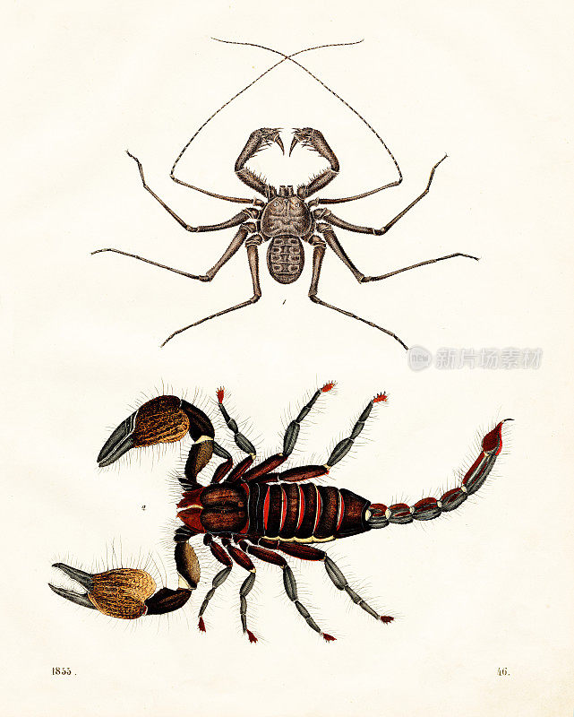 蝎子:鞭蜘蛛，黄色蝎子彩色板插图1855