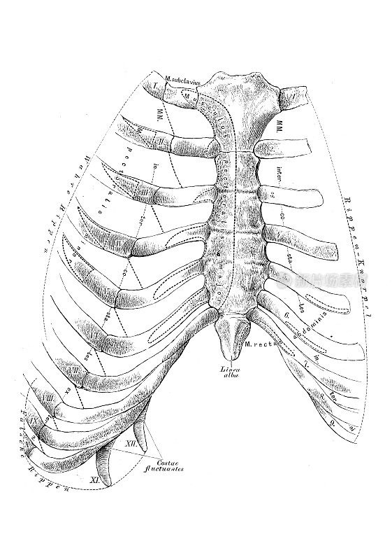 人的胸骨和肋骨