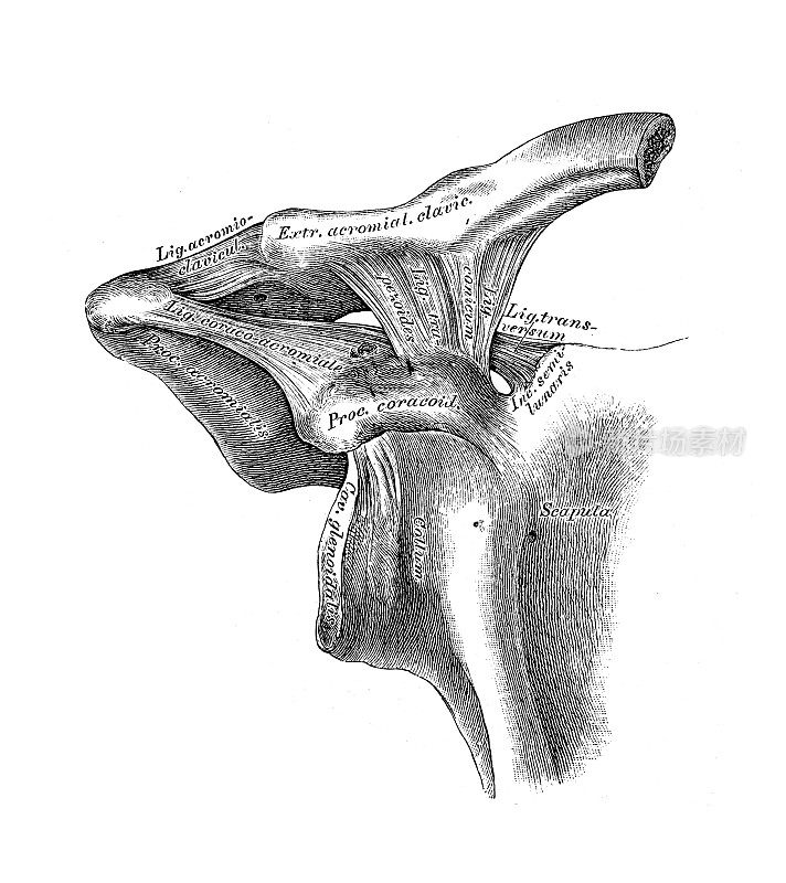 联合sternum-clavicle