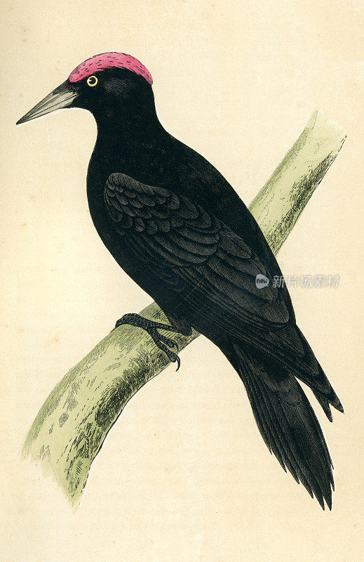 黑啄木鸟，木角鸟，野生动物艺术
