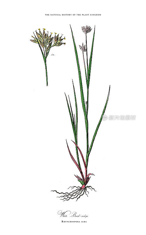 多年生植物，植物王国，维多利亚植物插图，大约1853年