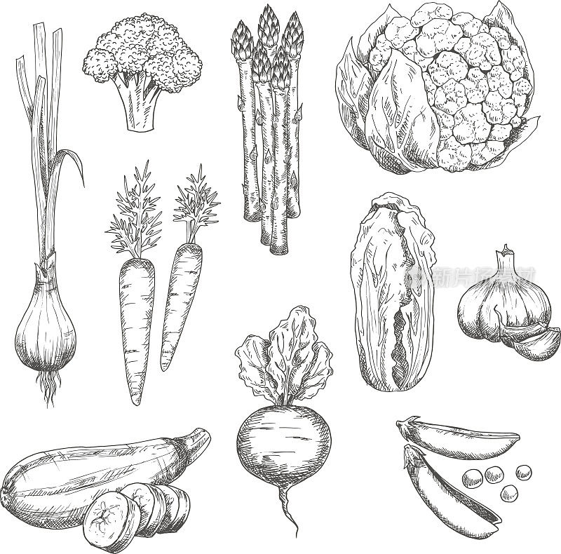 新鲜蔬菜素描为素食设计