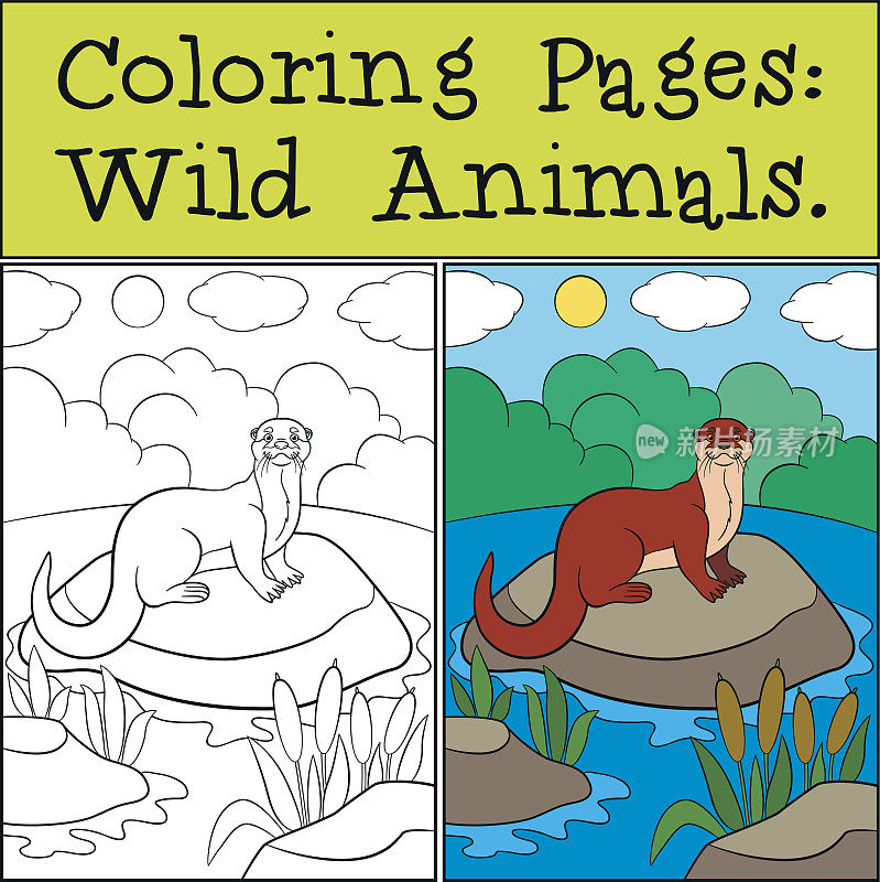 涂色页:野生动物。可爱的小水獭笑了。