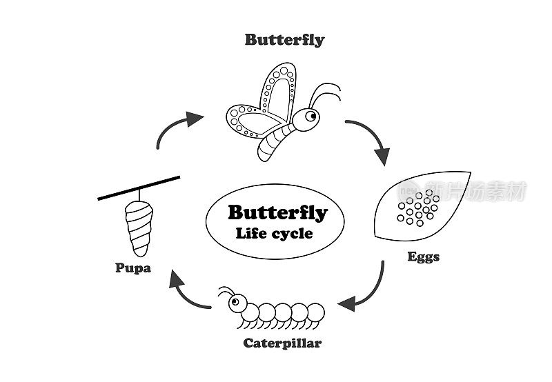 蝴蝶的生命周期在轮廓风格，向量