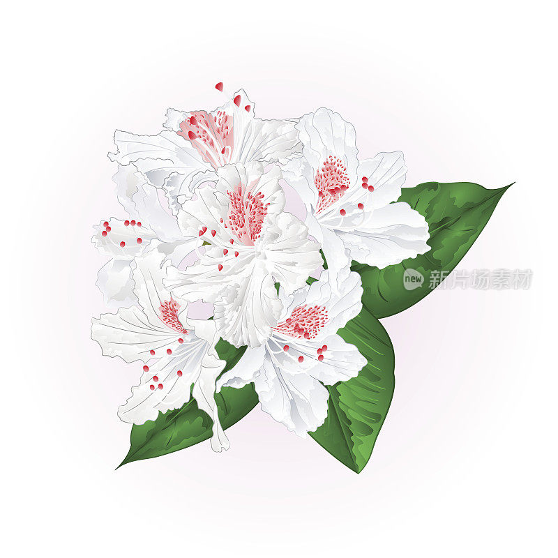花白色杜鹃花与叶复古矢量插图