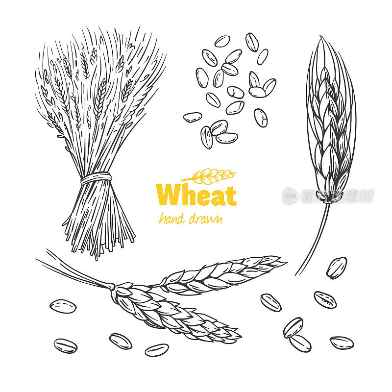小麦手绘插图