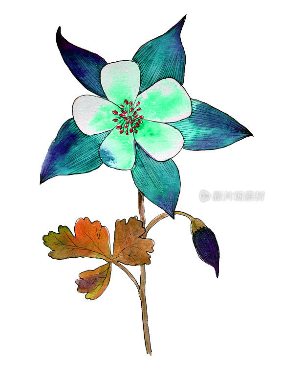 蓝色耧斗菜，叶子在白色背景上