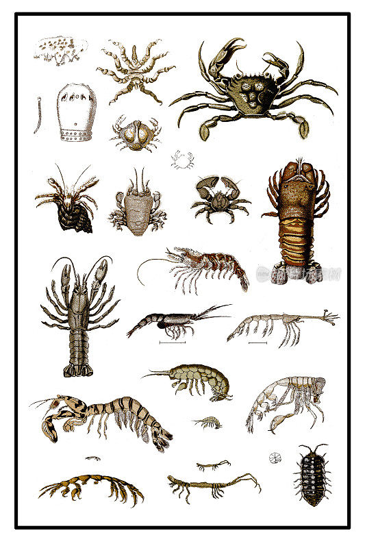 甲壳类动物构成了一个大型的、多样的节肢动物分类单元，包括螃蟹、龙虾、小龙虾、虾、磷虾、鼠虱和藤壶等常见动物。