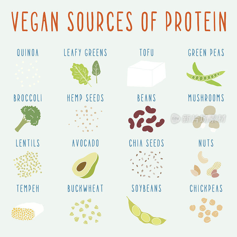 素食的蛋白质来源。