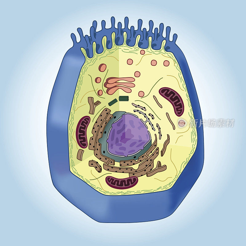 动物细胞横切面，蓝色背景，结构。生物学