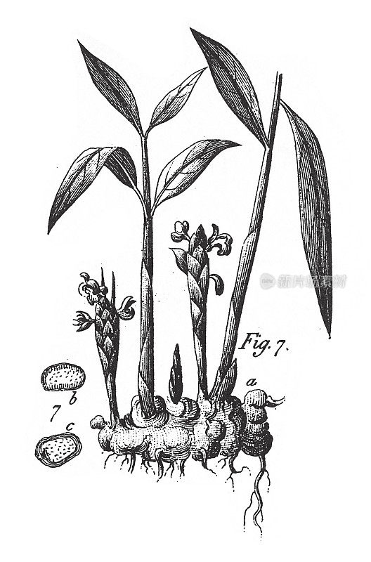 芳香植物雕刻古董插图，1851年出版