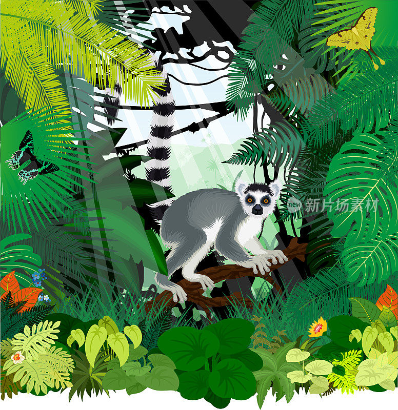 矢量丛林雨林插图与马达加斯加狐猴，马达加斯加日落蛾和非洲月蛾