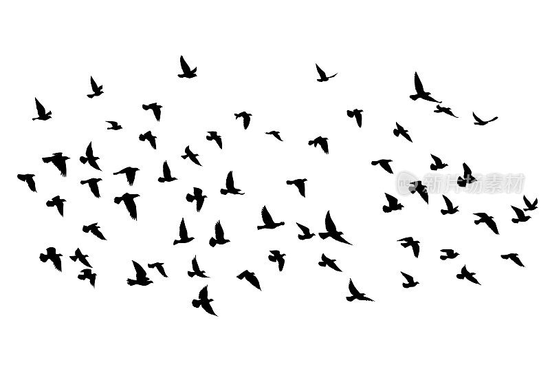飞鸟的剪影出现在孤立的背景上。矢量插图。孤立的鸟飞。纹身和壁纸背景设计。天空和云与飞鸟。色泽调色板。