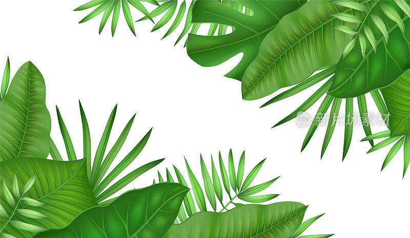 热带植物叶片背景