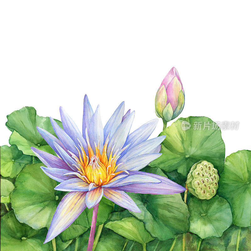 蓝色的花和绿色的叶子神圣的莲花象征印度(睡莲)。水彩手绘插图孤立的白色背景。