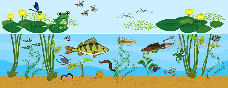 生态系统的池塘。生活在池塘里的动物。池塘中栖息着各种各样的生物(鱼类、两栖动物、水蛭、昆虫和鸟类)