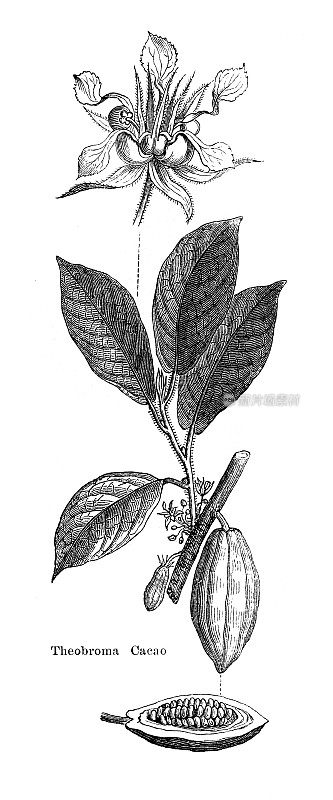 可可树与生豆插图1886年