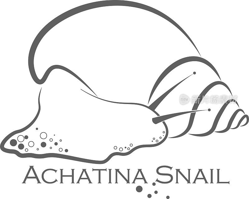 Achatina蜗牛轮廓矢量