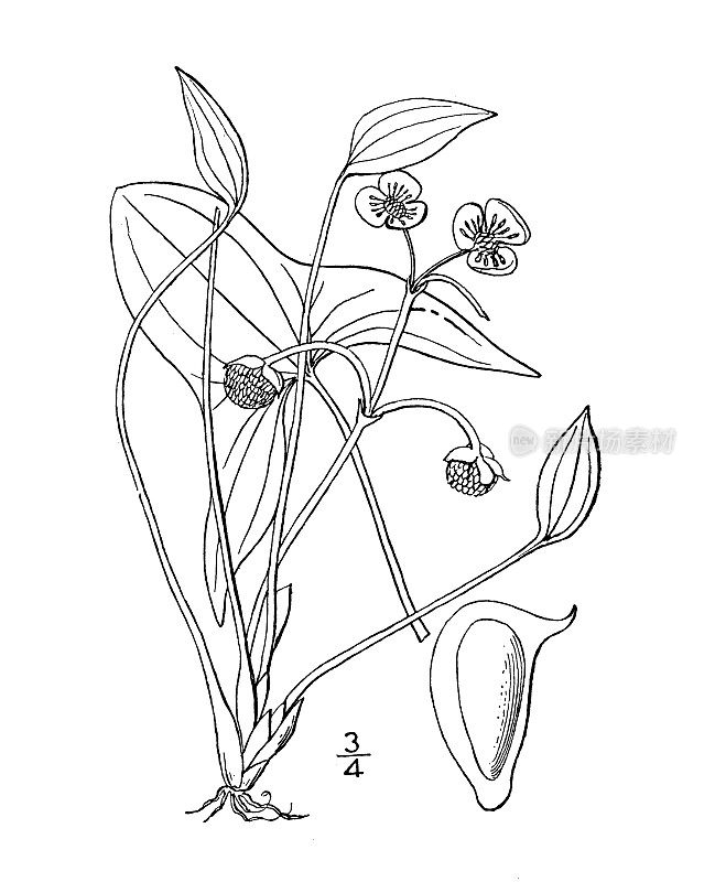 古植物学植物图例:萼龙柏、萼龙柏