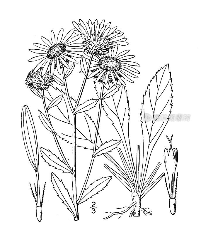 古植物学植物插图:糙皮草，宽叶胶植物