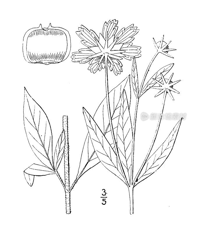 古植物学植物插图:蒲桃、星虱