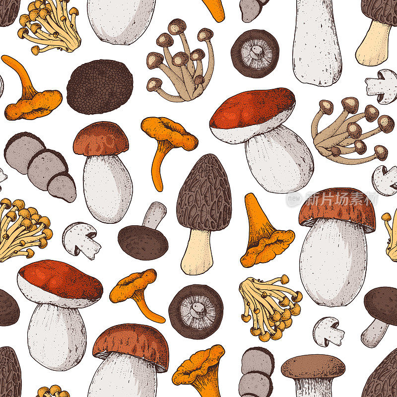 蘑菇无缝模式。各种蘑菇手绘矢量插图。食品的背景。森林蘑菇。