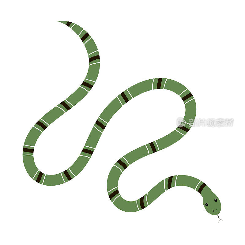 白色背景下的绿色毒蛇