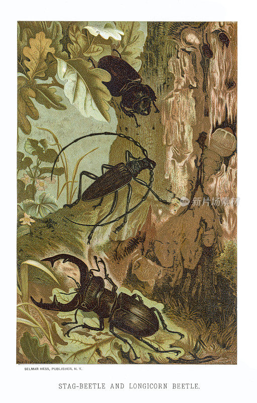 鹿角甲虫和长角甲虫的彩色石刻